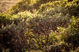 Duinen bij een ondergaande zomerzon van Marcel Alsemgeest