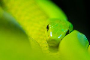 Mamba