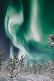 Aurora borealis over the forest | travel photography print | Saariselkä Lapland by Kimberley Jekel | reisfotografie prints