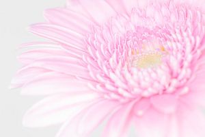 Fleur "High key" Couleur 4