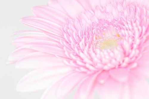 "High key" bloem kleur 4