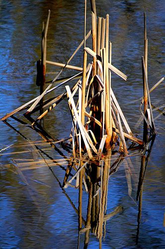 Riet weerspiegelt in het water