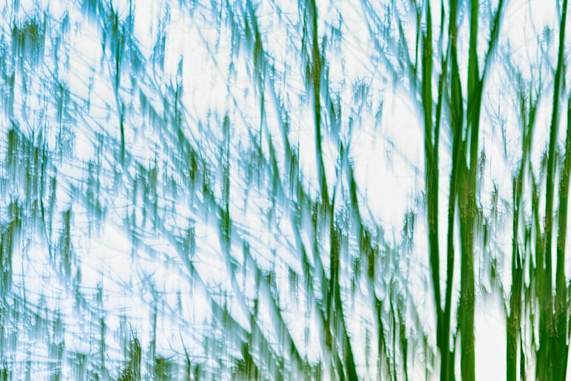 Photographie botanique icm avec arbres par Jolanda de Jong-Jansen