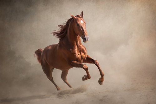 Fineart portret van een voskleurig paard | paardenfotografie