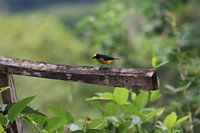 Yellow-crowned organist