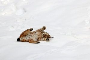 Lynx in de sneeuw