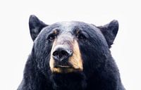 Black bear