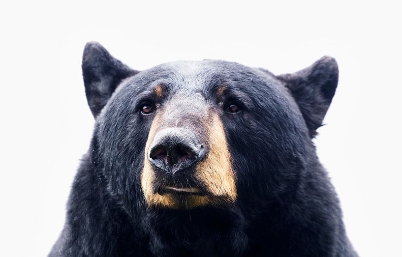 Ours noir par Nathan Marcusse