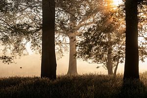 Vogel fliegt auf die aufgehende Sonne zu