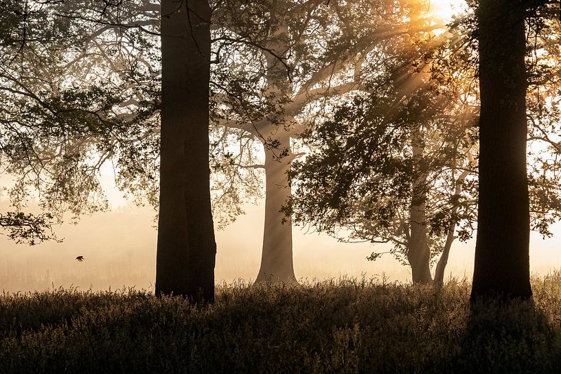 Bird flies towards the rising sun by Affect Fotografie