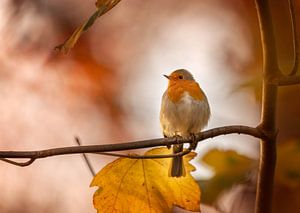 Robin en automne