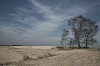 Loonse en Drunense Duinen