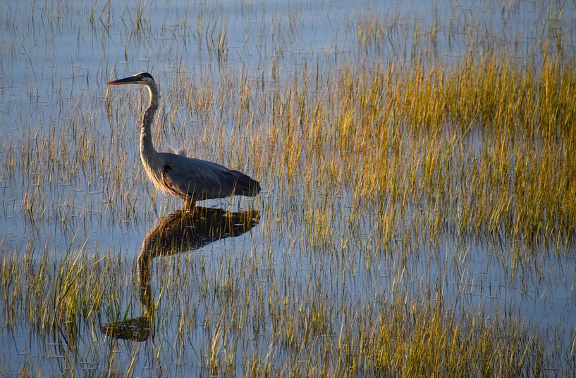 A great heron on the river by Claude Laprise