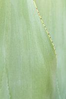 Fresh green close-up photo agave plant