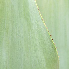 Botanische Vibes | Frisches Grün als Fotodruck. von Dennis en Mariska