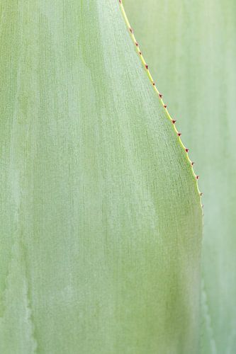 Fris groene close-up foto agave plant