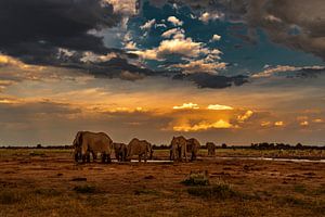 Elefanten in Botswana