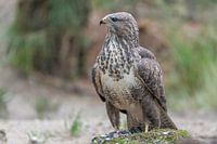 vrouwelijke buizerd bij haar prooi