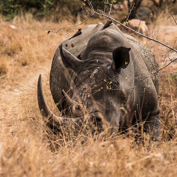 Neushoorn - Rhinoceros van Rob Smit