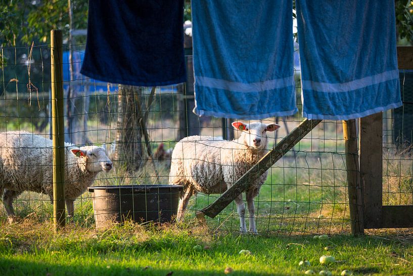 Schafe und Trockentücher auf Wäscheleine von Ger Beekes