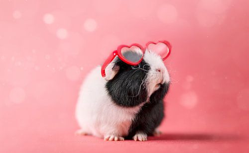 Cavia Hartjesbril - cavia kinderkamer - cavia roze
