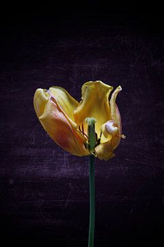 tulipe jaune avec fond coloré sur Ribbi