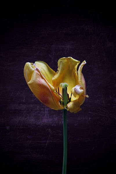 gelbe Tulpe mit farbigem Hintergrund von Ribbi