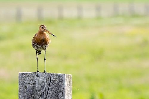 Black-tailed godwit in Dutch polders. by Robbert De Reus