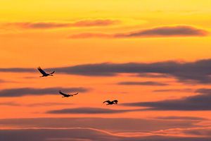 Kranichvögel, die während der Herbstwanderung in den Sonnenuntergang fliegen
