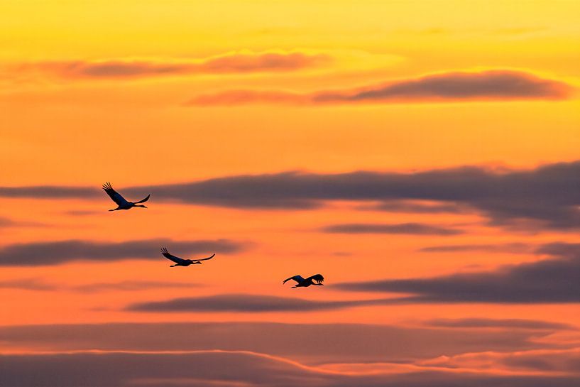 Grues en vol dans un coucher de soleil lors de la migration d'automne par Sjoerd van der Wal Photographie