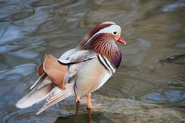 Manta Duck 3 van Gallery