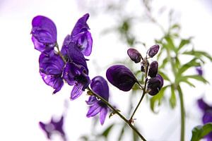 Fleurs violettes sur Anouk Peeters