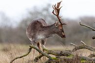 Damhert in het veld van Björn van den Berg thumbnail