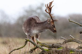 Damhert in het veld