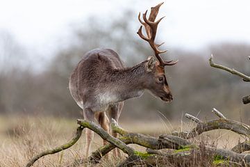 fallow deer in the field by Björn van den Berg