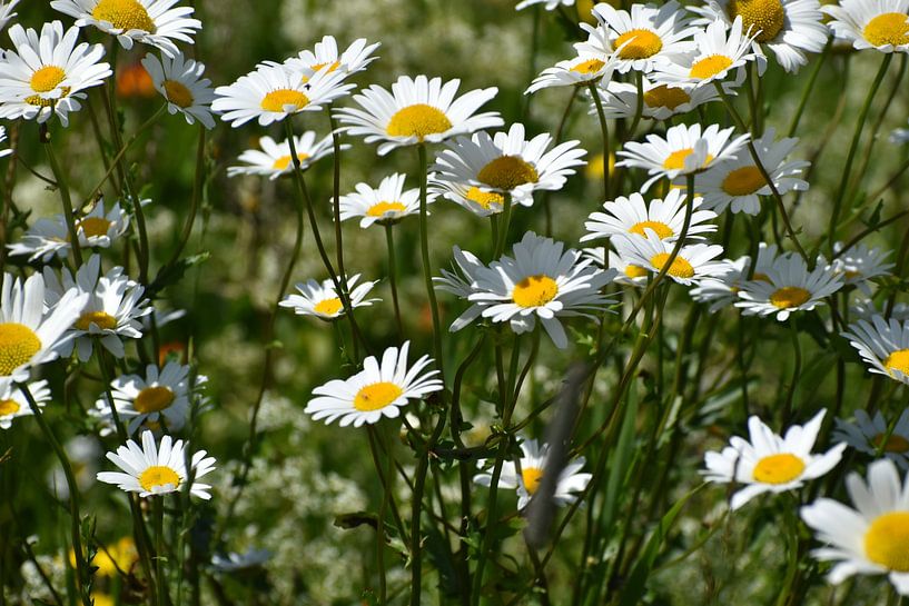 A field of daisies in bloom by Claude Laprise