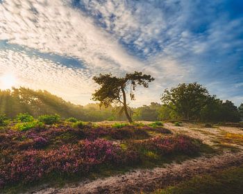Sonnenaufgang, die Hoorneboegse Heide