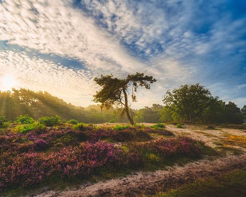 Zonsopkomst, De Hoorneboegse Heide