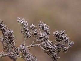 nature is ripe by MvdP fotografie