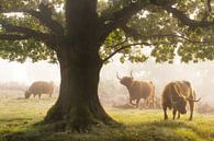 Scottish Highlanders during a misty morning by Albert Dros thumbnail