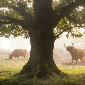Scottish Highlanders during a misty morning by Albert Dros