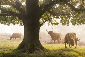 Schotse Hooglanders tijdens Mistige Ochtend van Albert Dros