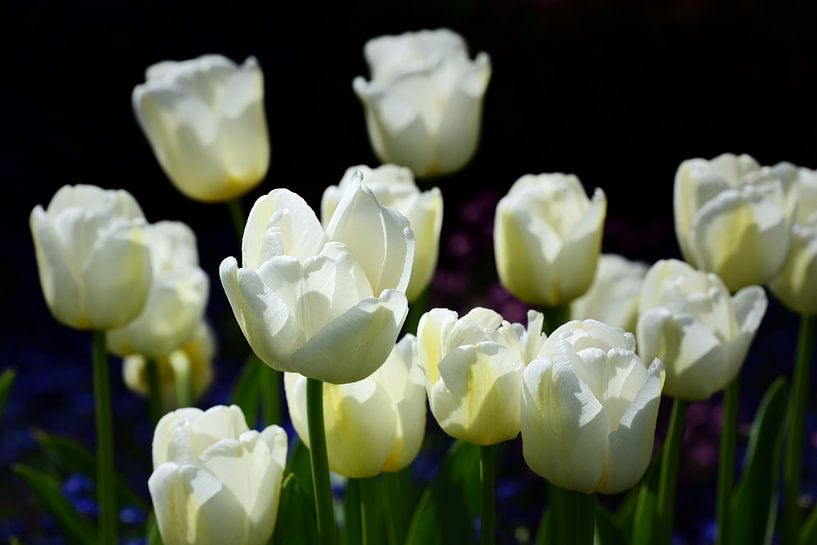 White tulips by Ulrike Leone