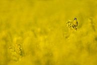 Bergeronnette jaune (Motacilla flava) dans un champ de colza par Beschermingswerk voor aan uw muur Aperçu