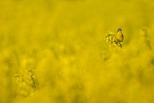 Gelbe Bachstelze (Motacilla flava) im Rapsfeld von Beschermingswerk voor aan uw muur