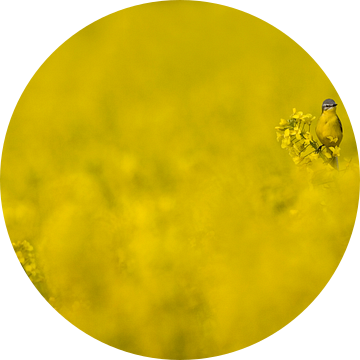 Gele Kwikstaart (Motacilla flava) in koolzaadveld van Beschermingswerk voor aan uw muur