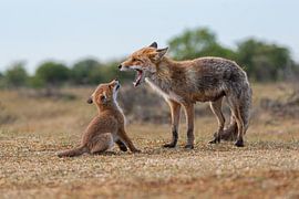 Fuchs mit Jungtier von Rob Sebel