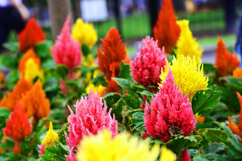 prachtige punt bloemen by Gerrit Neuteboom