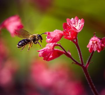 Macro van een vliegende bij op een rode Heuchera bloem van ManfredFotos