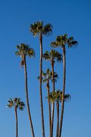 Palmtrees in Morocco